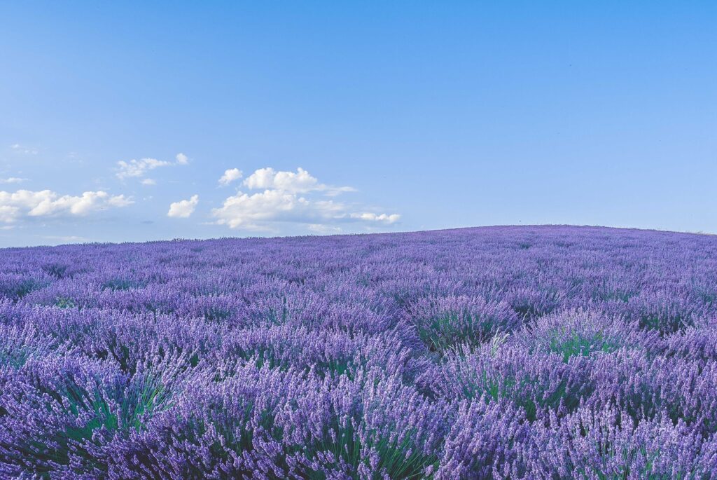 Provence: A Southern Symphony