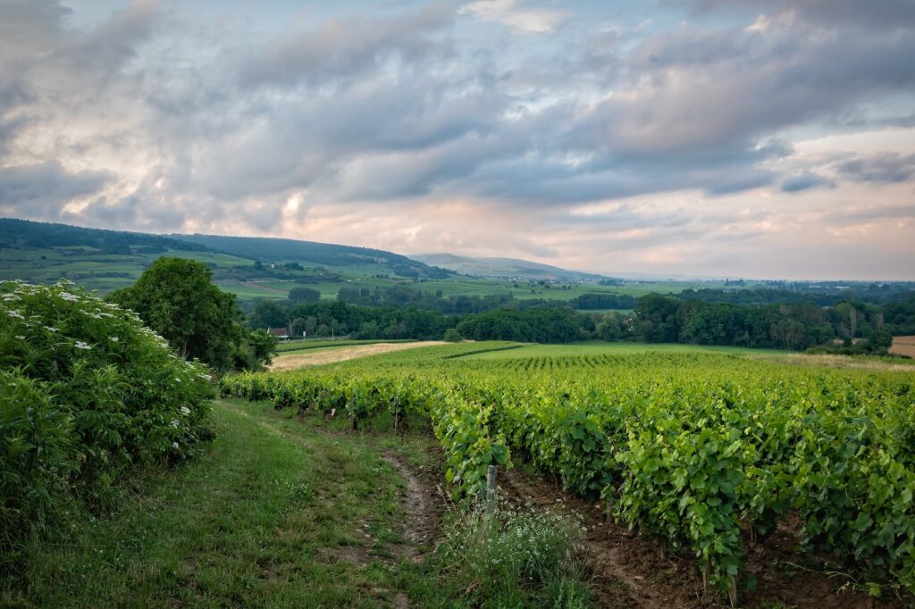 Burgundy: A Tapestry of Wines and Culture